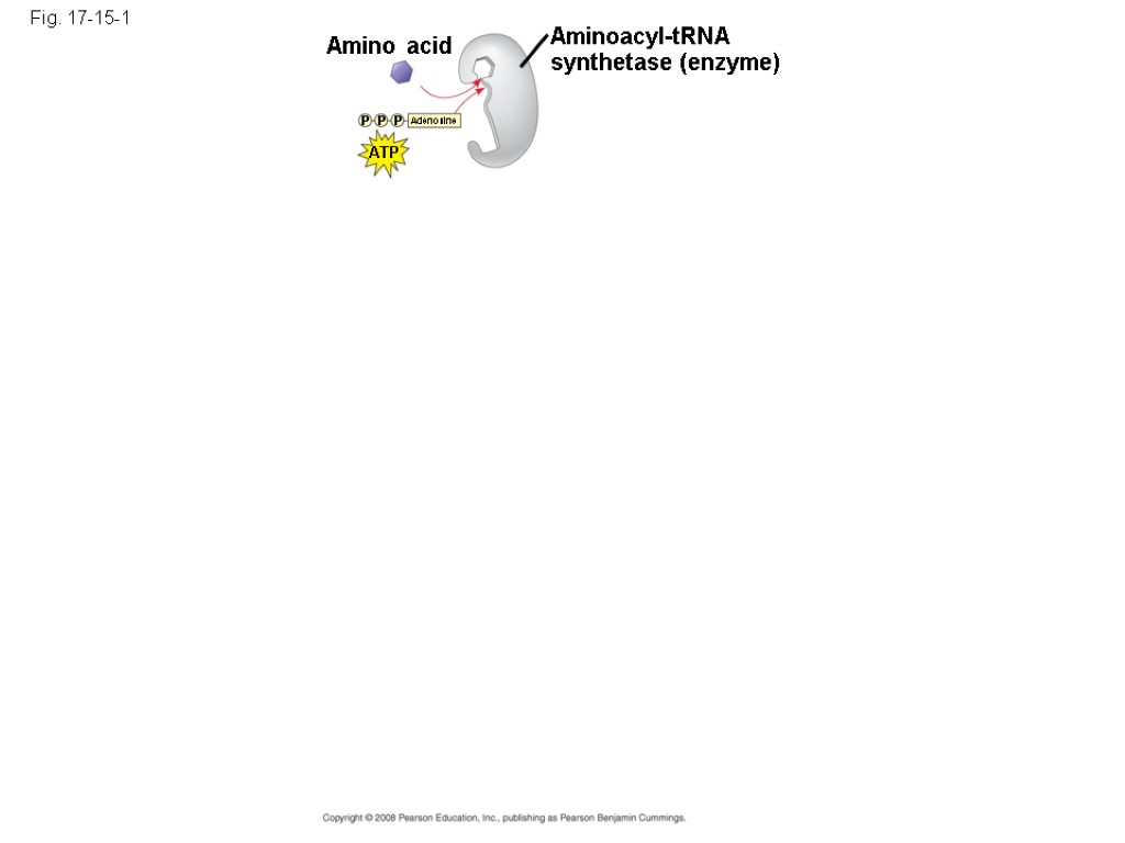 Fig. 17-15-1 Amino acid Aminoacyl-tRNA synthetase (enzyme) ATP Adenosine P P P